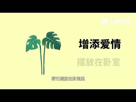 龜背芋寓意